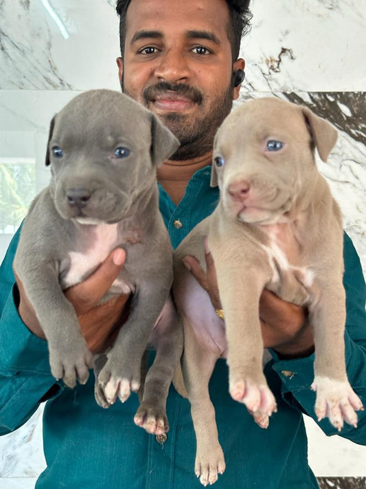 Buy pitbull puppies from jaipur at starting price of Rs.26,000.
