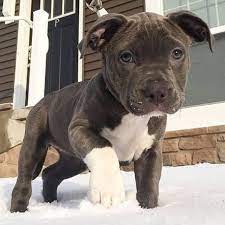 We have loving pitbull puppies available for sale in chennai.
