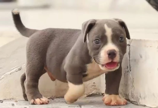 Purchase male & female pitbull puppies form jaipur.
