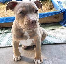 Purchase pitbull male [puppies from chennai.
