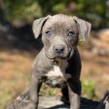 We have pitbull puppies price range in between Rs.26.000 to Rs.60,000.
