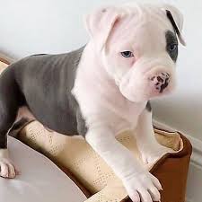 Get pitbull male & female puppy from chennai.
