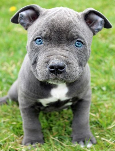 Pitbull