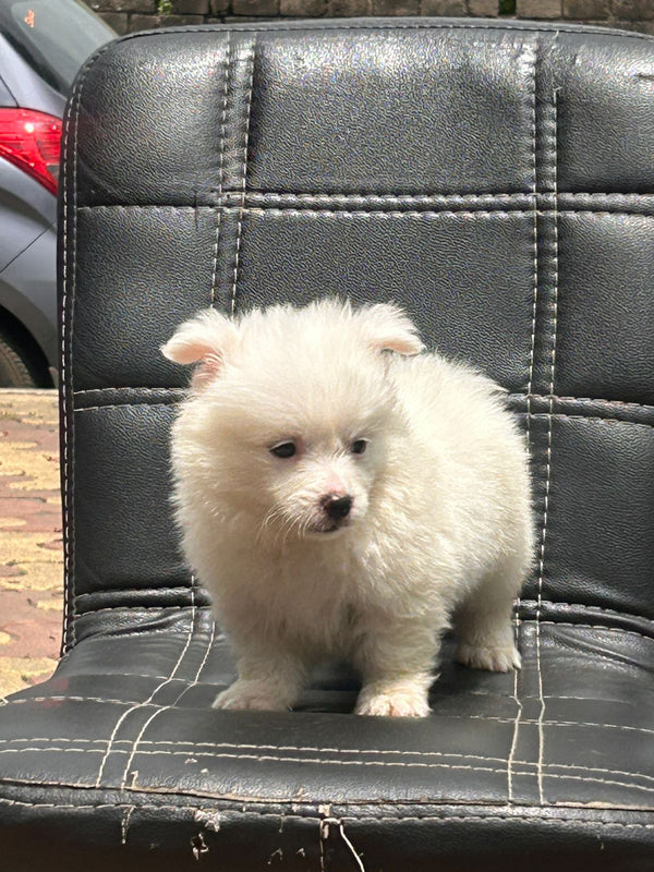 We have pomeranian male & female puppies from vizag.
