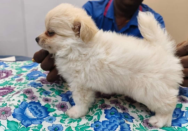 Buy pomeranian puppies starting price at Rs.15,000 from vizag.
