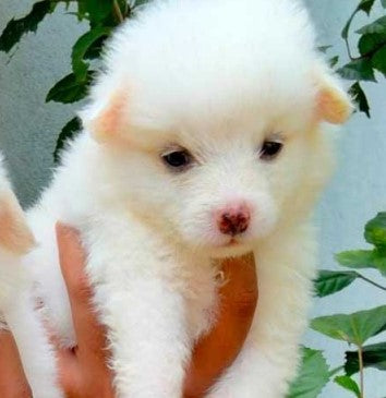 Get pomeranian puppies from vizag at best quality.
