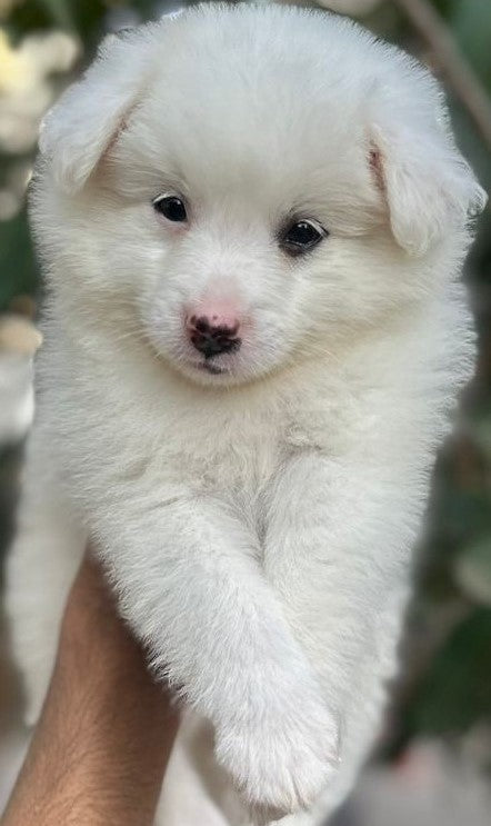 Purchase healthy pomeranian puppies available for sale in vizag.
