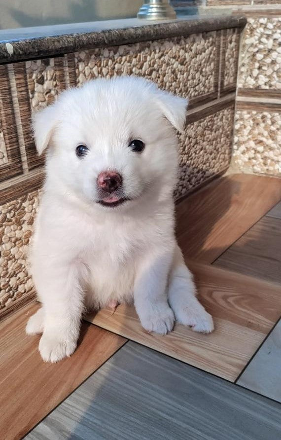 White Coat Male Pomeranian Puppies Available For Sale In Ahmedabad.
