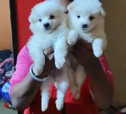 Buy Champion Bloodline Pomeranian Puppies Available For Sale In Ahmedabad.
