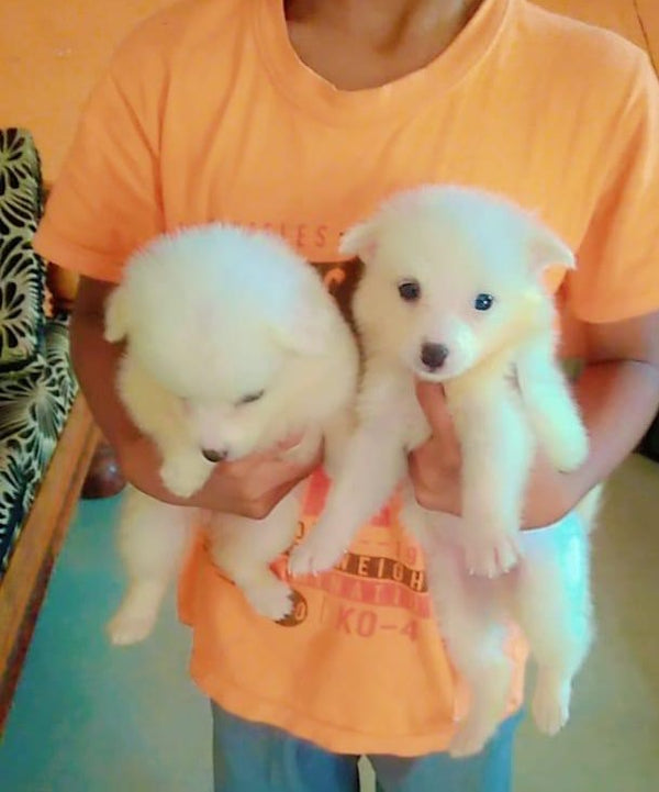 Buy Male Pomeranian Puppies Available For Sale In Ahmedabad.
