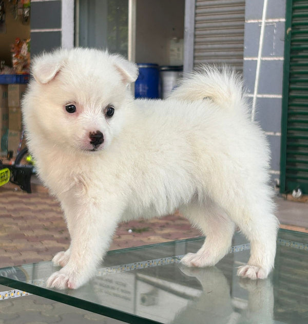 Get White Furry Pomeranian Puppies Available For Sale In Ahmedabad.
