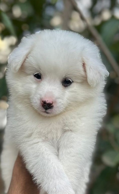 Fluffy Pomeranian Puppy Available In Bangalore.