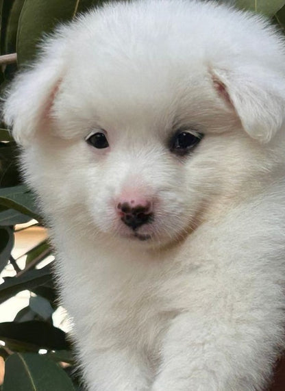 Fluffy Pomeranian Puppy Available In Bangalore.