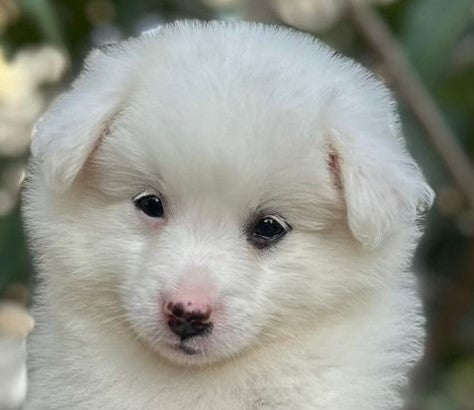 Fluffy Pomeranian Puppy Available In Bangalore.