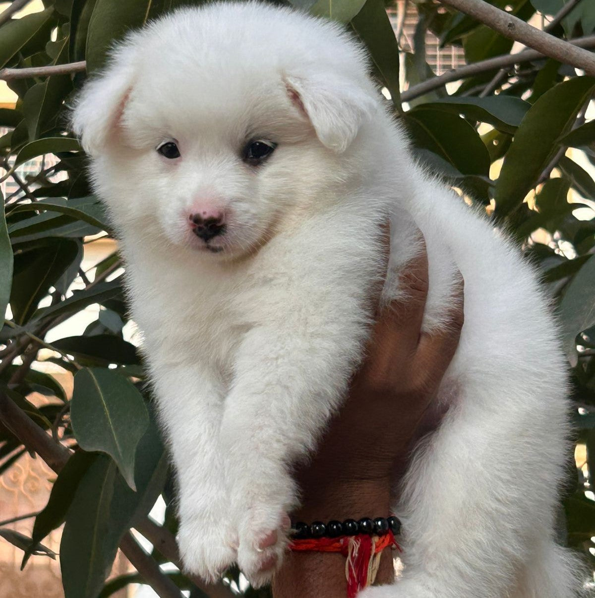 Fluffy Pomeranian Puppy Available In Bangalore.