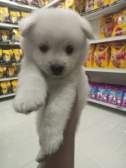 Playful Pomeranian Puppy Available In Bangalore.
