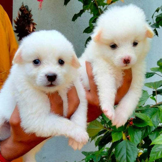 Loyal Pomeranian Puppy Available In Bangalore.