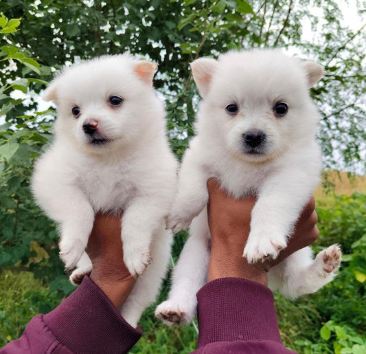 Adorable Pomeranian Puppy Available In Bangalore.