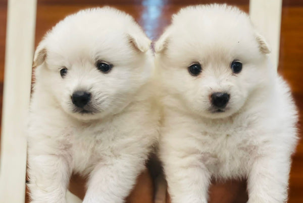 Purchase Male & Female White Pomeranian Puppies Available For Sale In Delhi.
