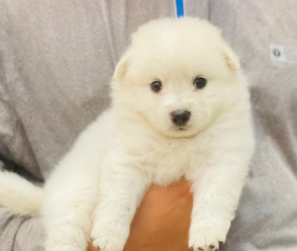 We have Male & Female Pomeranian Puppies Available For Sale In Delhi.

