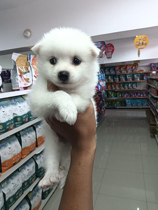 Get Male & Female Pomeranian Puppies Available For Sale In Delhi.
