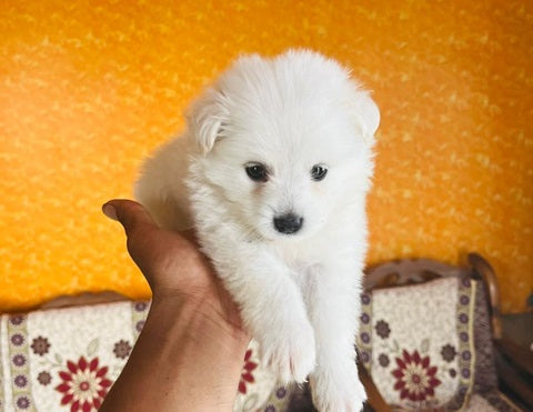 Get Male Pomeranian Puppy Available For Sale n Goa.