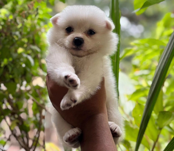 Get White Coat Pomeranian Puppy Available In Goa.