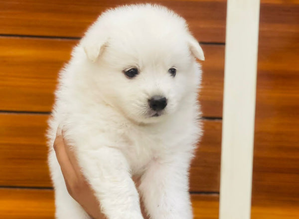 Get Double Coat Male Pomeranian Puppy For Sale.