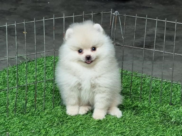 Pomeranian White Coat Male Puppies Available For Sale.