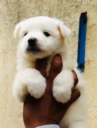 Pomeranian Puppy Available In Pune.