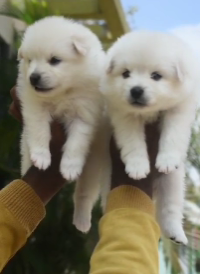 Buy Male Pomeranian Puppy From Us Online.