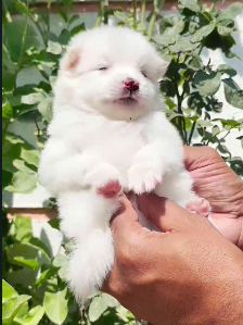 Fluffy Pomeranian Puppy Available In Pune.