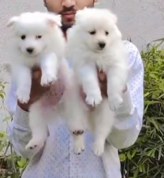 Get Male & Female Pomeranian Puppy Available In Pune.