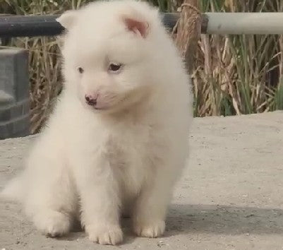 We have pomeranian male & female puppies from jaipur.

