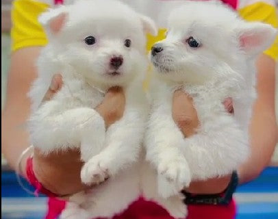 Buy pomeranian puppies starting price at Rs.15,000 from jaipur.
