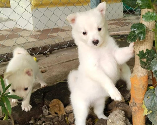 Purchase alert pomeranian puppies available in chennai.
