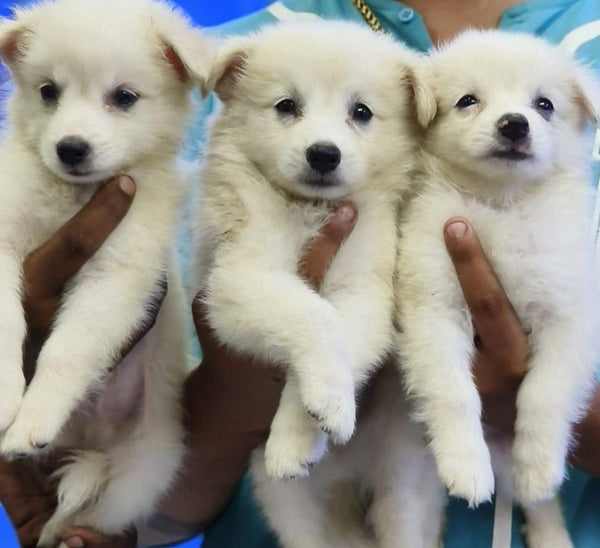 We have cheerful pomeranian puppies from chennai. 
