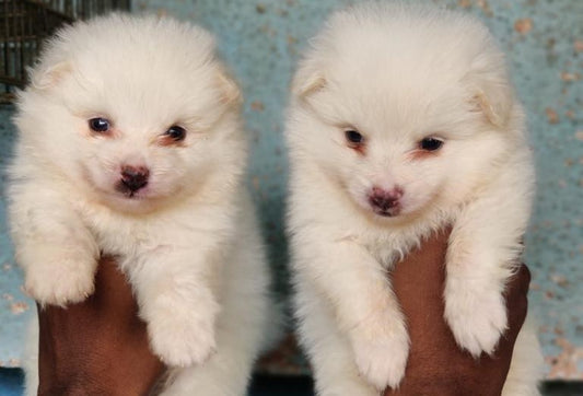 Purchase healthy pomeranian puppies available for sale in jaipur.
