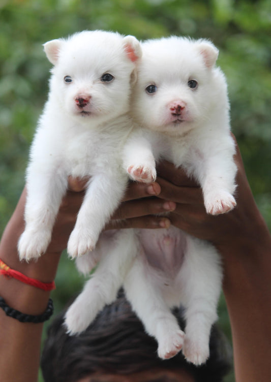 Get healthy male & female pomeranian puppies from chennai. 

