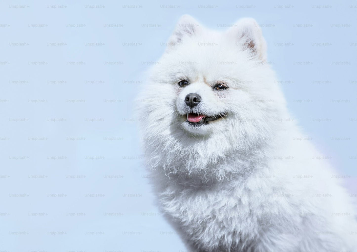 Family Friendly Pomeranian Puppies Available For Sale.