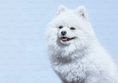 Family Friendly Pomeranian Puppies Available For Sale.