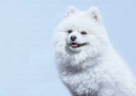 Family Friendly Pomeranian Puppies Available For Sale.
