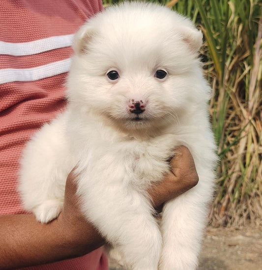 We have pomeranian male & female puppies from hyderabad.
