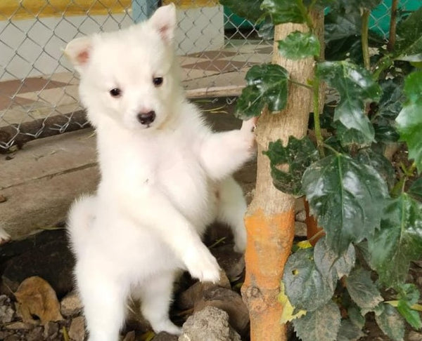 Buy pomeranian puppies from hyderabad.
