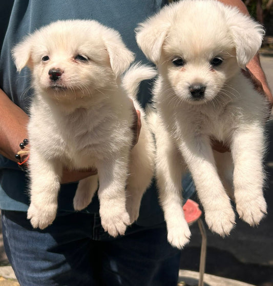 Get pomeranian puppies from hyderabad at best quality.
