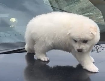 Purchase healthy pomeranian puppies available for sale in hyderabad.
