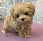 We have poodle male & female puppies available at best price in vizag.
