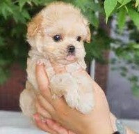 Buy poodle puppies from vizag at best quality.
