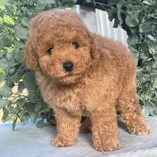 Get poodle male puppies from vizag at premium quality.
