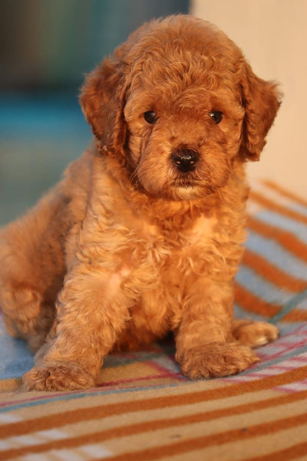 Purchase intelligent poodle puppies from vizag at best price.
